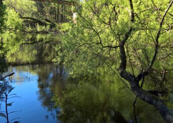 Revitalising Deloraine’s Wildwood: A community effort