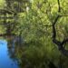 Revitalising Deloraine’s Wildwood: A community effort