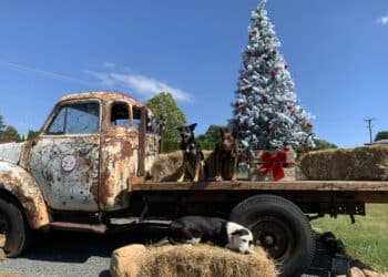Andy the Bedford Christmas truck with dogs on the back
