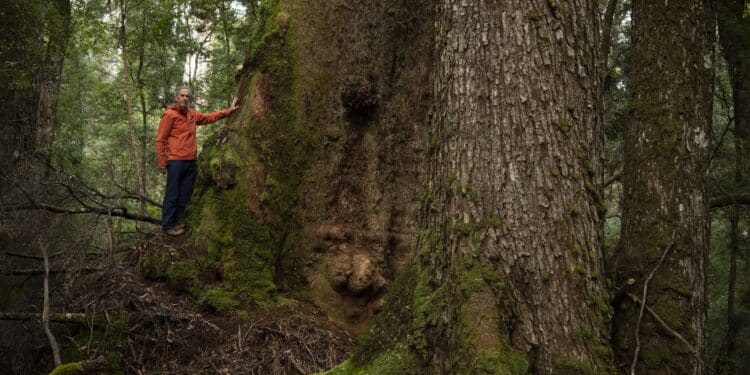 Bob Brown, Environmentalist, Sumac Forests, takayna