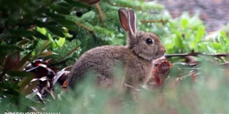 Calicivirus in Tasmania. A rabbit. Photo taken by Lynn Broos
