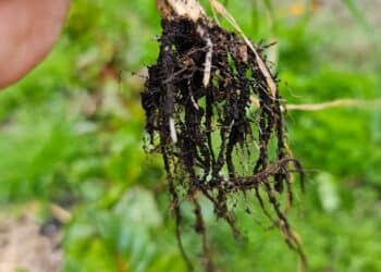 Roots in the garden.