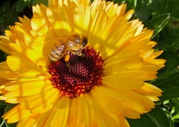 Spring is back! Get into your garden and experience flowers, bees and more.