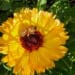Spring is back! Get into your garden and experience flowers, bees and more.