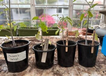 Cucumber and tomatoes garden article. This is an image of tomato seedlings in mall black pots all lined up side-by-side in the greenhouse