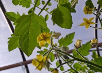 Gardening in December 2025 with Leah Case