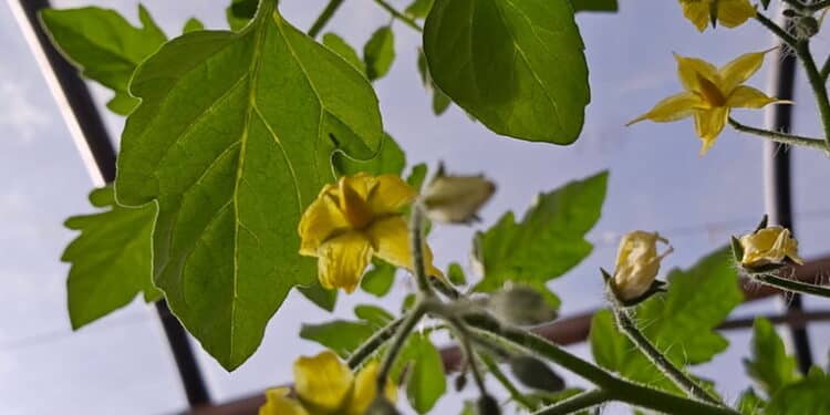 Gardening in December 2025 with Leah Case