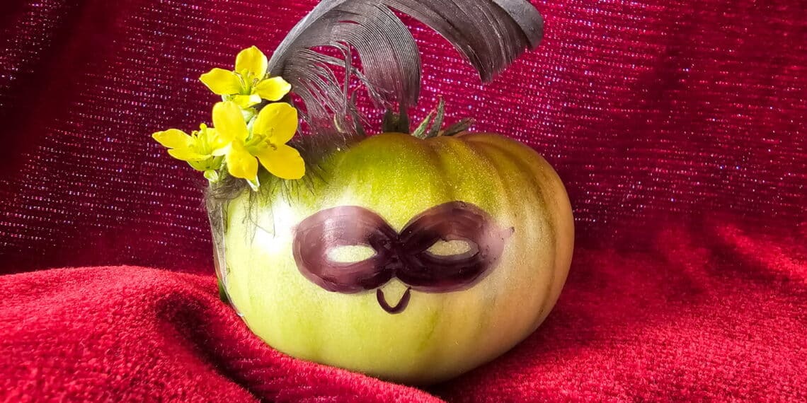 A tomato in full masquerade mode as the garden’s grand feast unfolds in March.