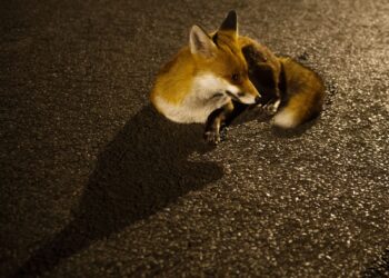 A fox lounging on the road at night. The fox is curled up.