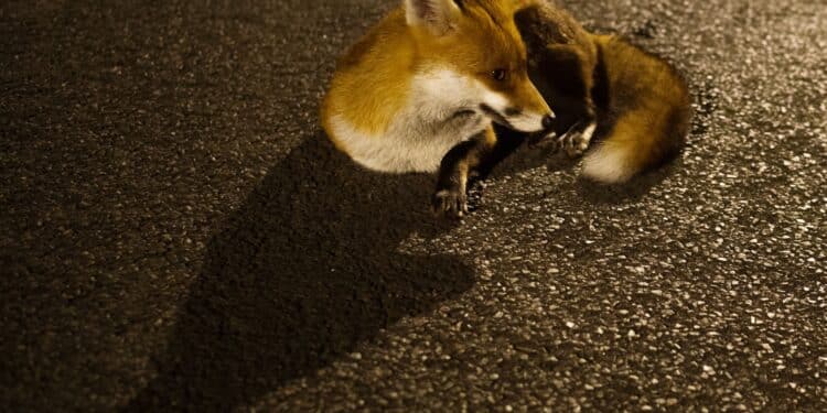 A fox lounging on the road at night. The fox is curled up.